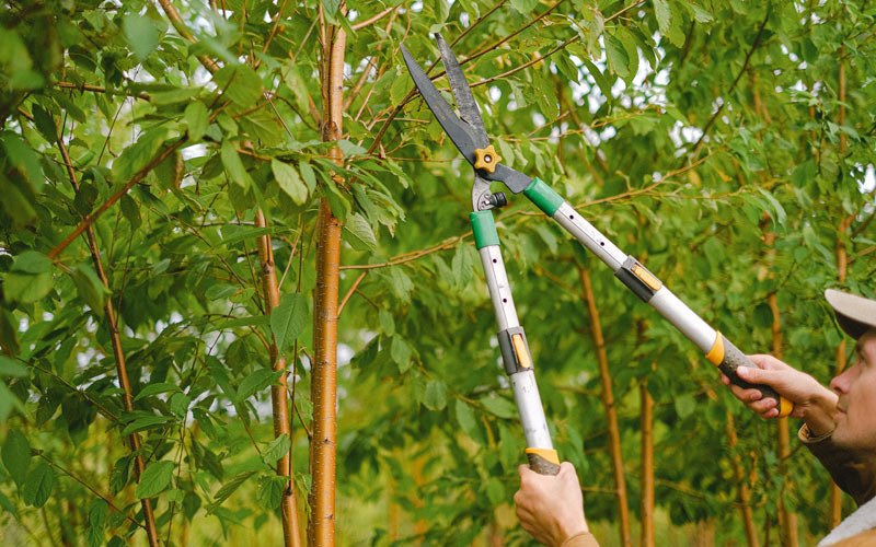 Tree trimming in Morral, OH