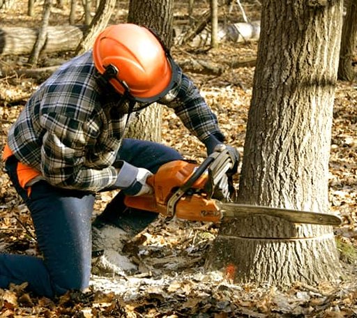 Tree Removal in Morral, OH